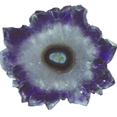 Uruguay Minerals. Marcos Lorenzelli S.R.L. Amethyst Stalactites Slices