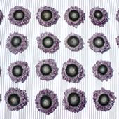 Uruguay Minerals. Marcos Lorenzelli S.R.L. Amethyst Stalactites Slices