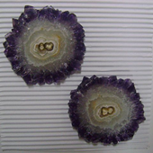 Uruguay Minerals. Marcos Lorenzelli S.R.L. Amethyst Stalactites Slices