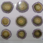 Uruguay Minerals. Marcos Lorenzelli S.R.L. Amethyst Stalactites Slices