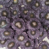 Uruguay Minerals. Marcos Lorenzelli S.R.L. Amethyst Stalactites Slices