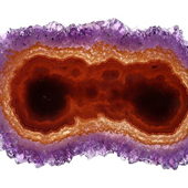Uruguay Minerals. Marcos Lorenzelli S.R.L. Amethyst Stalactites Slices
