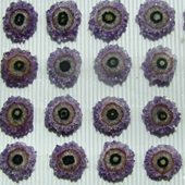 Uruguay Minerals. Marcos Lorenzelli S.R.L. Amethyst Stalactites Slices