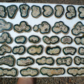 Uruguay Minerals. Marcos Lorenzelli S.R.L. Jasper Stalactites Slices